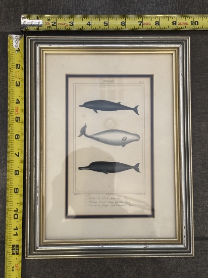 Framed Vintage Illustrations of Whales – Decorative Wall Art 9.5x12.5
