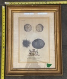 Framed Vintage Illustrations – Decorative Wall Art in Wood Frame