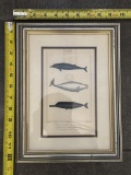 Framed Vintage Illustrations of Whales – Decorative Wall Art 9.5x12.5