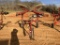 SIPREAC QR10 10 WHEEL HYDRAULIC  V RAKE