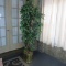 7' Artificial Ficus Tree - Zone: PA