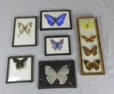 (6) Framed Butterflies - Zone: D