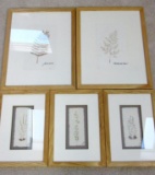 (5) Dried Flower & Fronz Framed Wall Hangings - LR