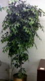 Ficus Tree