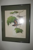 Ray Harm Print Of American Redstart Bird   - S