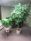 2 Artificial Plants - B