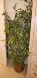 MB- 5-1/2' Natural Branch Ficus Tree