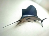 UP- Mounted Sailfish