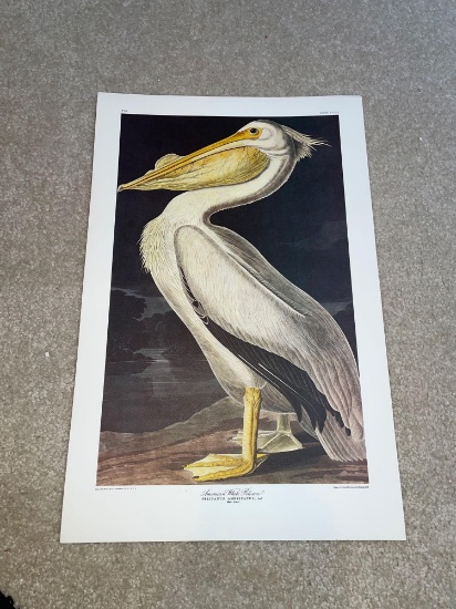 UB1- Pelicanus Ambricanus Artwork