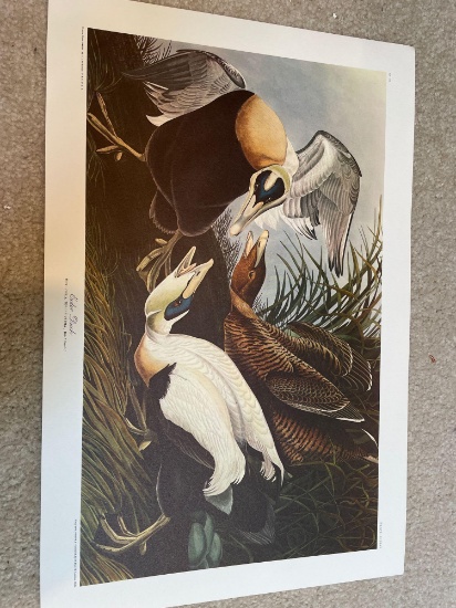 UB1- Eider Duck Artwork