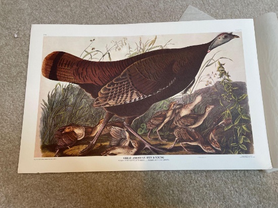 UB1- Great American Hen & Young Artwork