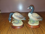 FR- Canadian Geese by Andrea