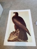 UB1- Bird of Washington Artwork