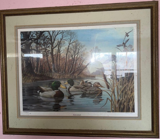 B- Harold Roe Framed Print