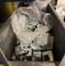 (1) Bin of Beam Clamps