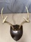 6 point white tail horn mount