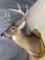Main frame 8 point white tail shoulder mount
