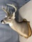 10 point white tail shoulder mount