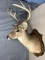 8 point white tail shoulder mount