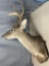 8 point white tail shoulder mount