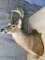 8 point shoulder mount
