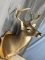 8 point shoulder mount