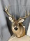 8 point white tail head mount