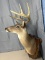 8 point white tail shoulder mount