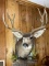 5 x 5 mule deer shoulder mount