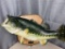 Large mouth bass mount