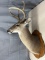 6 point white tail shoulder mount