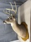 8 point white tail shoulder mount