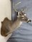 8 point white tail shoulder mount