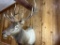 6 x 6 Rocky Mountain Elk shoulder mount