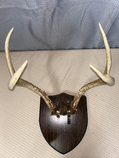 6 point white tail horn mount