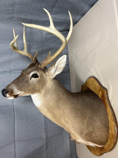 Main frame 8 point white tail shoulder mount