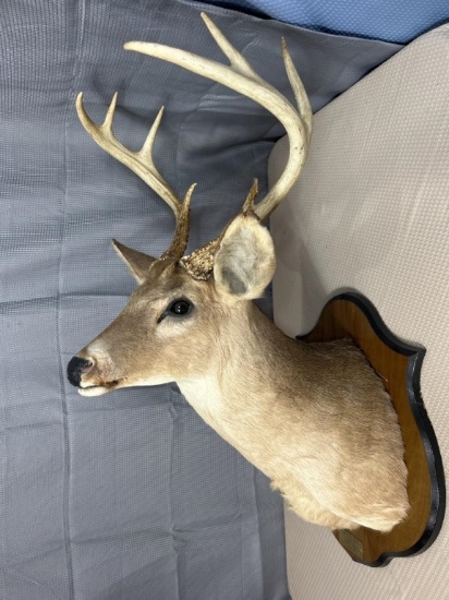 8 point white tail shoulder mount