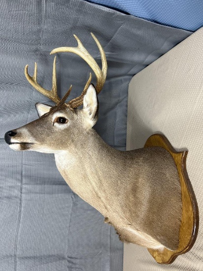 8 point shoulder mount