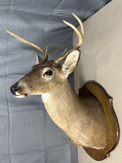 5 point whitetail shoulder mount