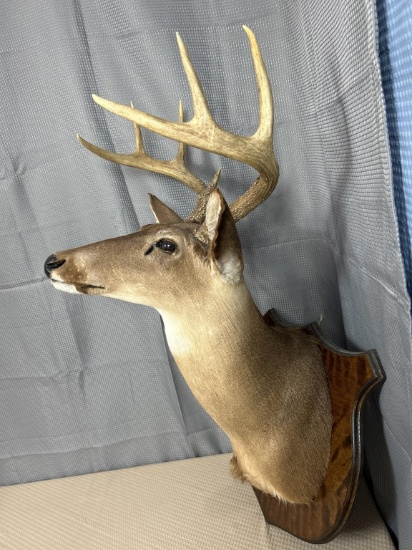 8 point white tail shoulder mount
