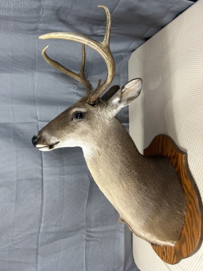 6 point white tail shoulder mount