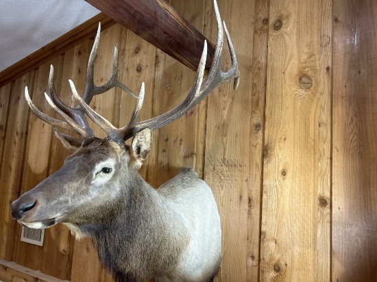 6 x 6 Rocky Mountain Elk shoulder mount