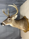 8 point white tail shoulder mount