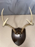 6 point white tail horn mount