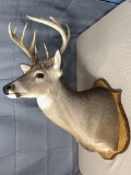 10 point white tail shoulder mount