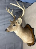 8 point white tail shoulder mount