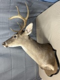 8 point white tail shoulder mount