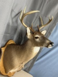 8 point shoulder mount