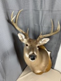 8 point white tail head mount