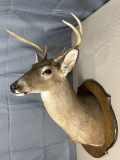 5 point whitetail shoulder mount